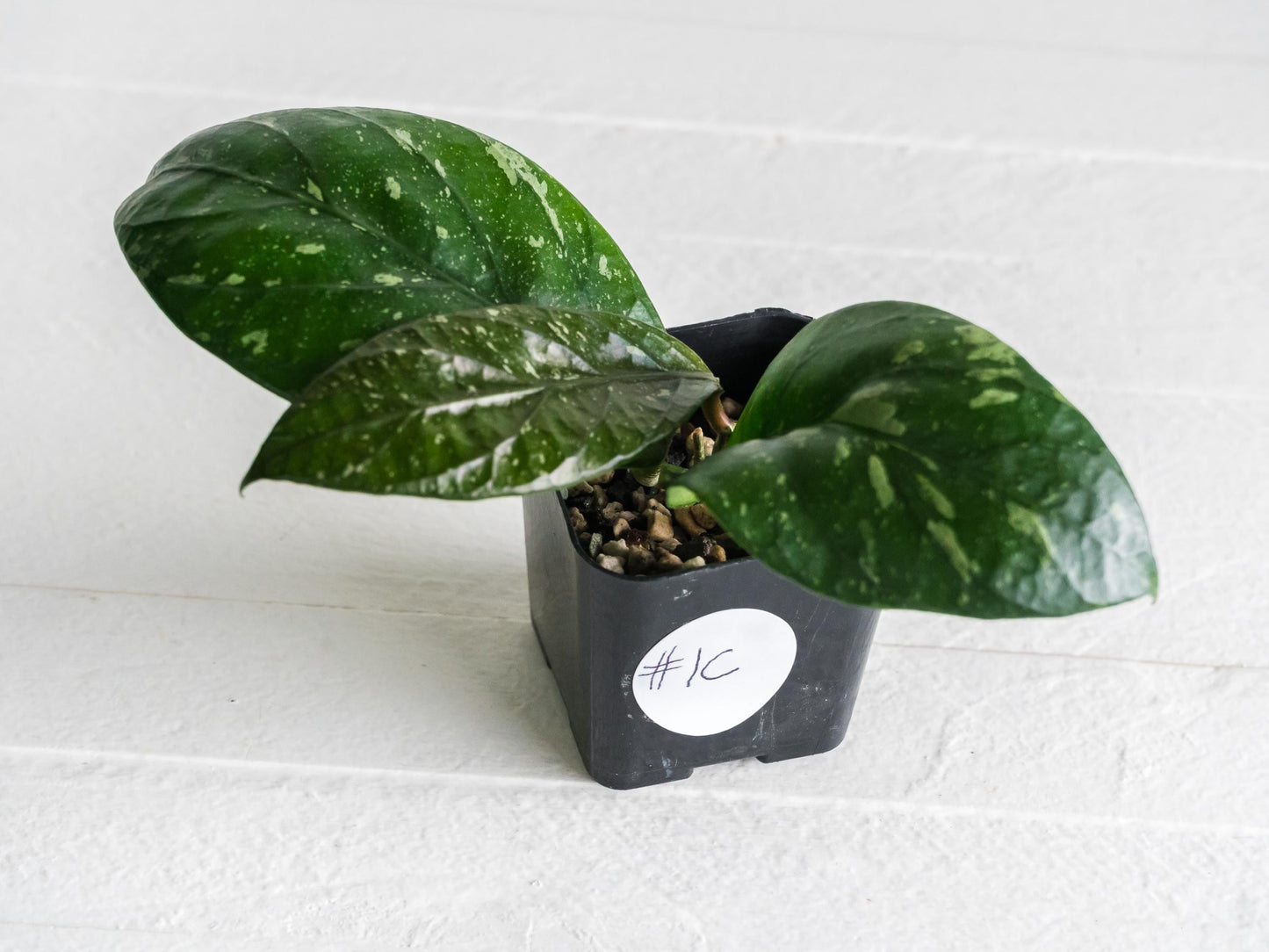 Hoya Lai Chau (Splash) | 2-Inch