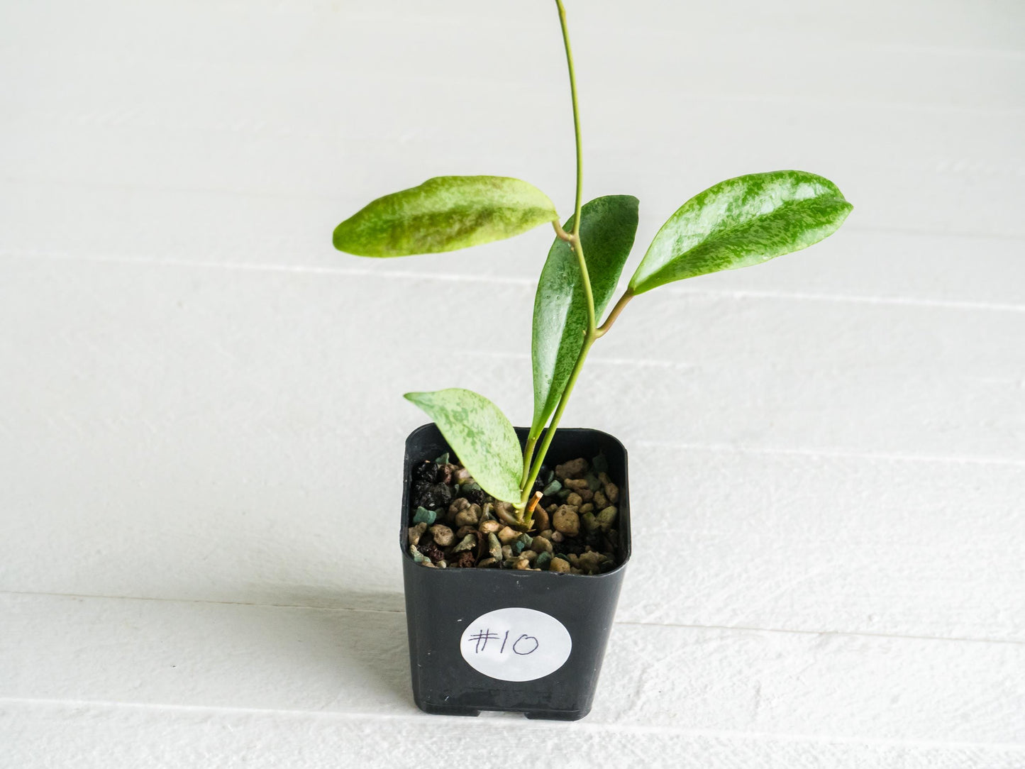 Hoya 'Jita Silver' | 2-Inch