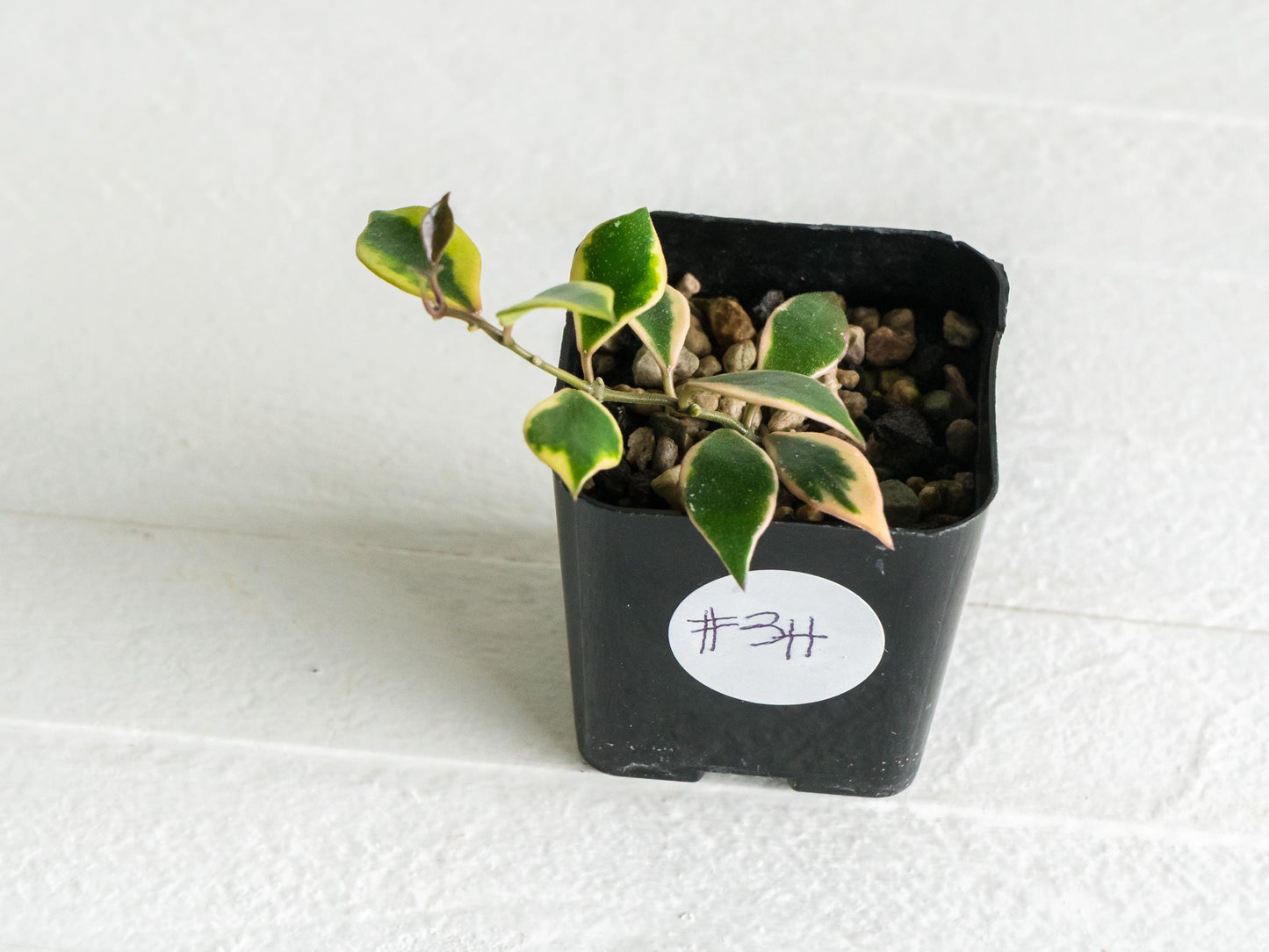 Hoya bakoensis (Outer Variegated - Albo) | 2-Inch