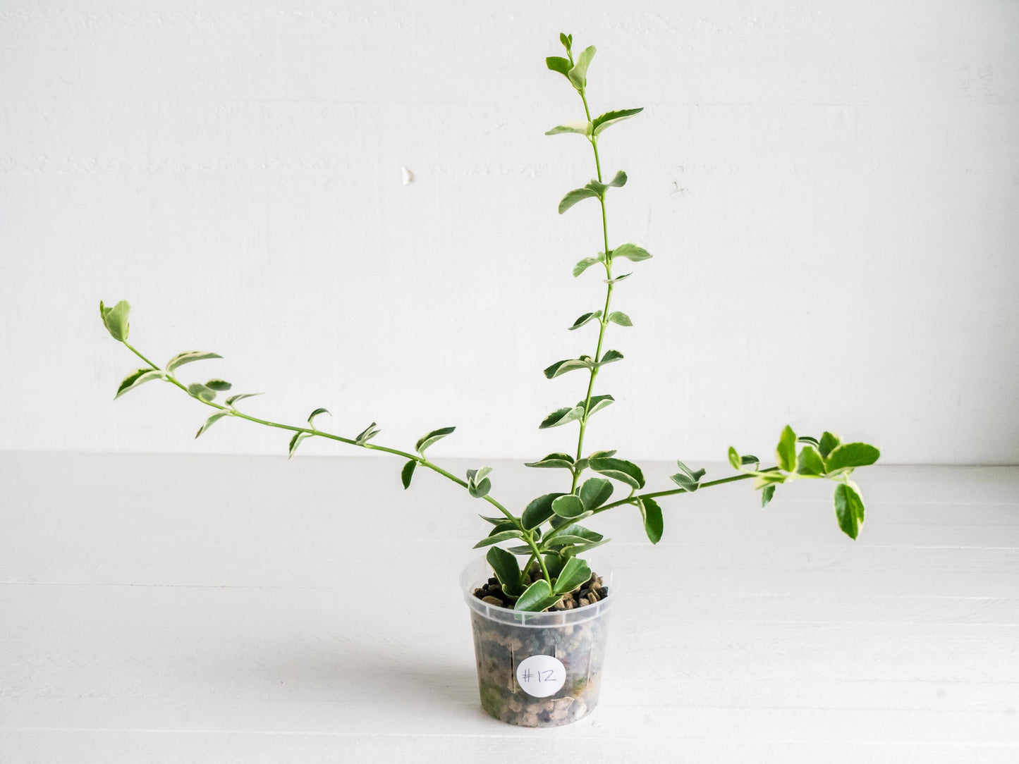 Hoya cumingiana (Albo | Outer Variegated) | 3-Inch