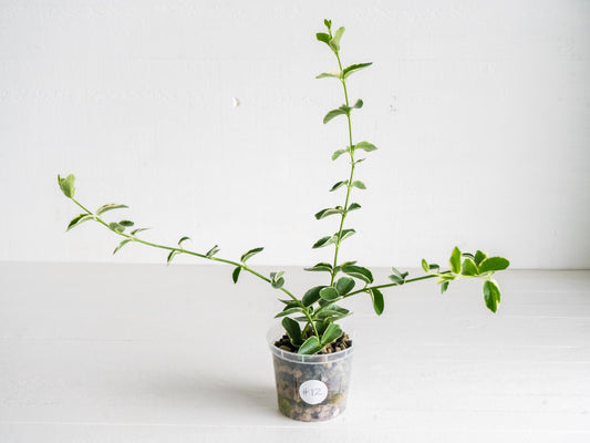 Hoya cumingiana (Albo | Outer Variegated) | 3-Inch