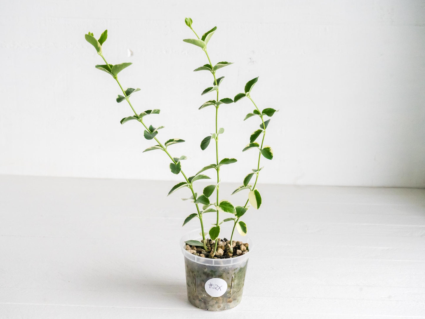 Hoya cumingiana (Albo | Outer Variegated) | 3-Inch