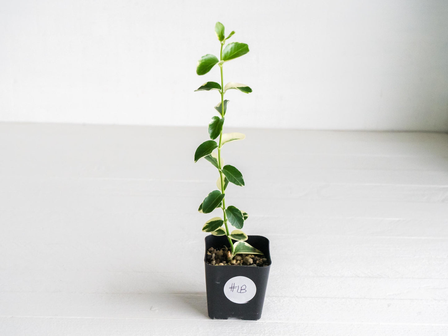 Hoya cumingiana (Albo | Outer Variegated) | 2-Inch