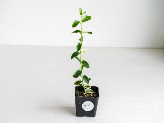 Hoya cumingiana (Albo | Outer Variegated) | 2-Inch