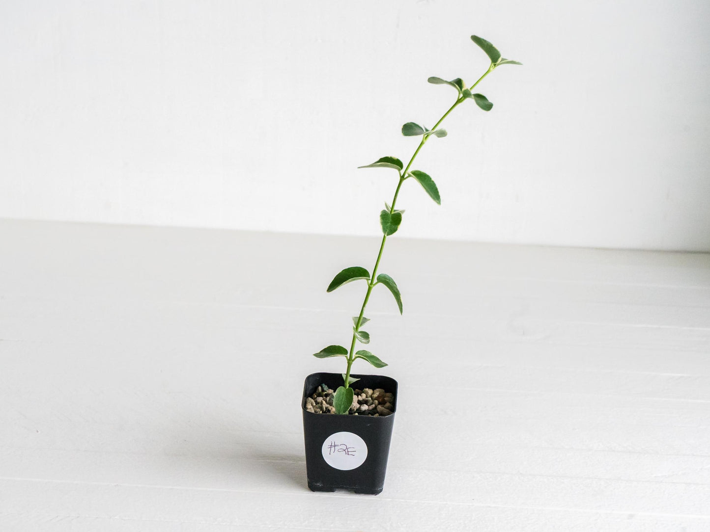 Hoya cumingiana (Albo | Outer Variegated) | 2-Inch