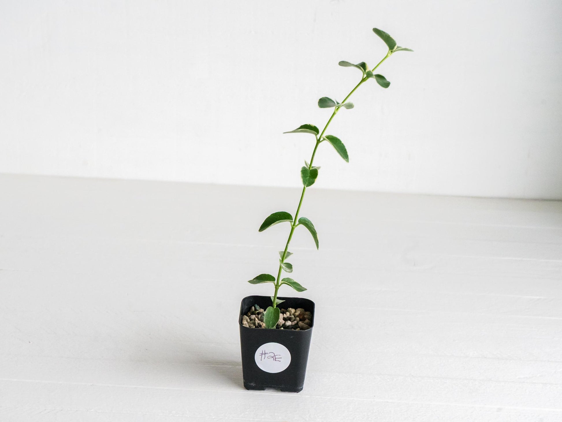 Hoya cumingiana (Albo | Outer Variegated) | 2-Inch