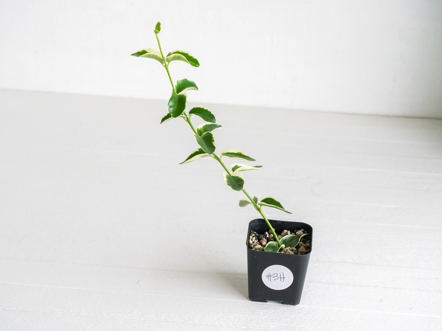 Hoya cumingiana (Albo | Outer Variegated) | 2-Inch