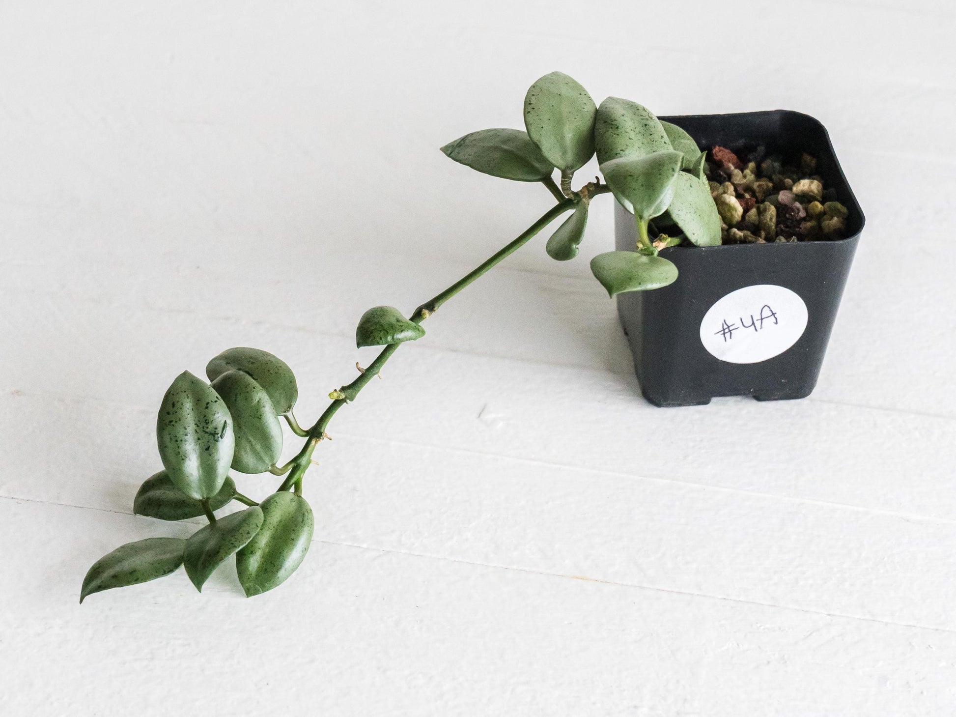 Hoya lacunosa 'Silver Mint Coin' | 2-Inch