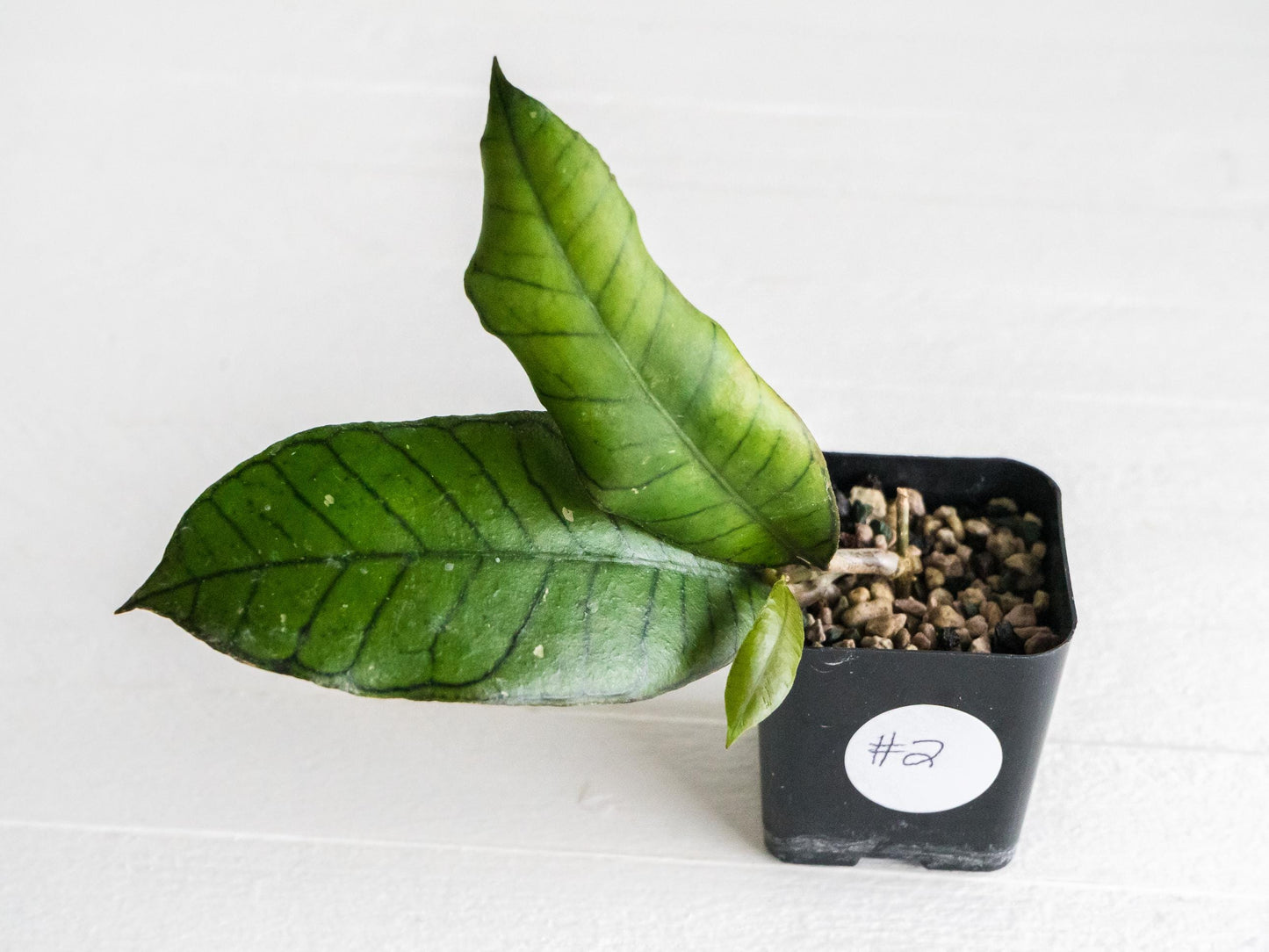 Hoya gunung gading | 2-Inch