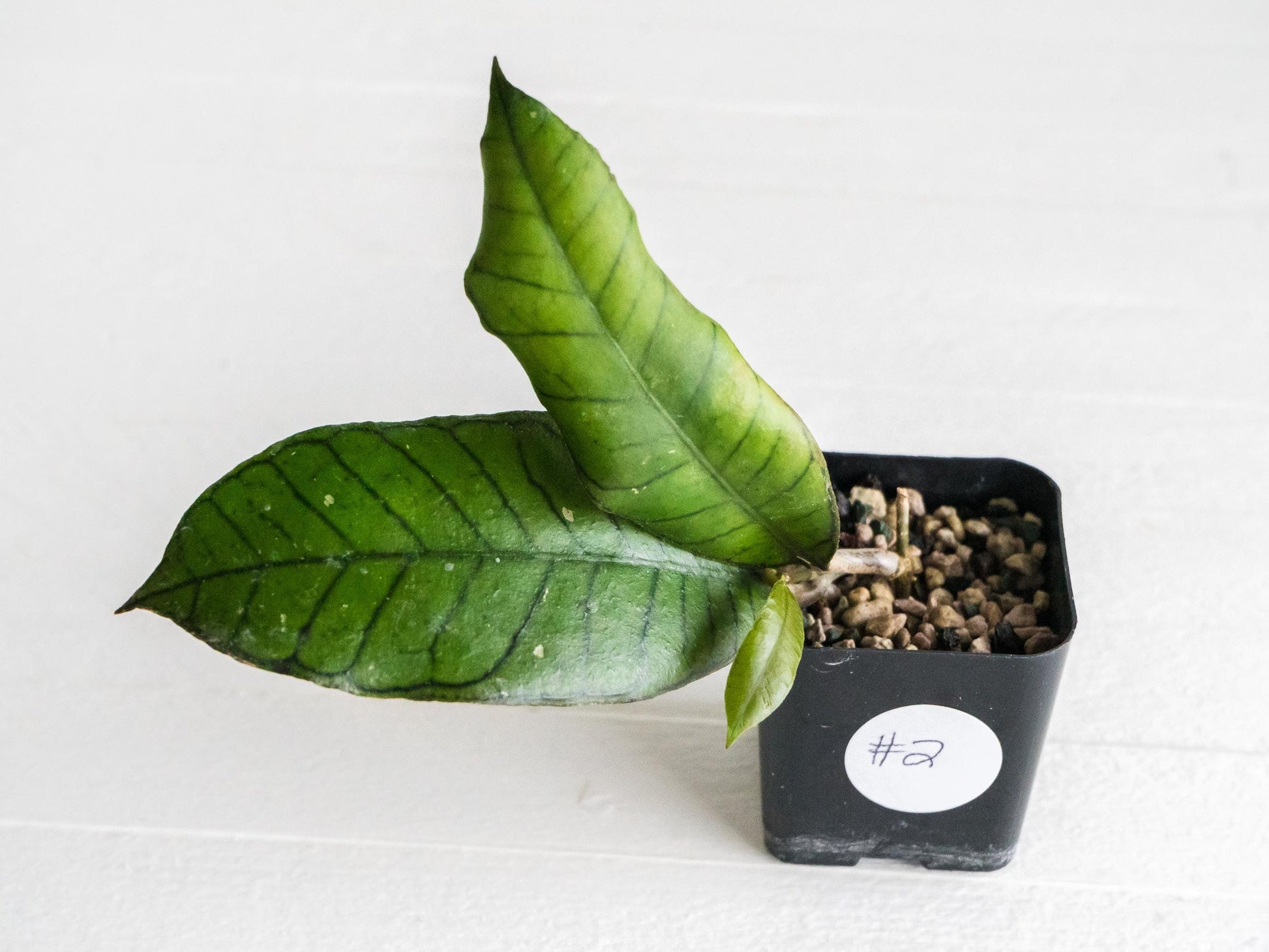 Hoya gunung gading | 2-Inch