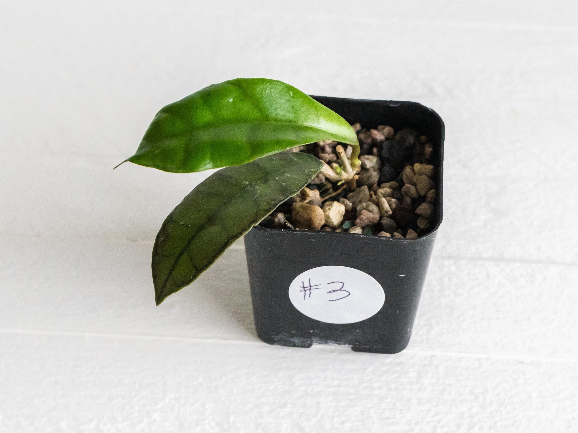 Hoya gunung gading | 2-Inch