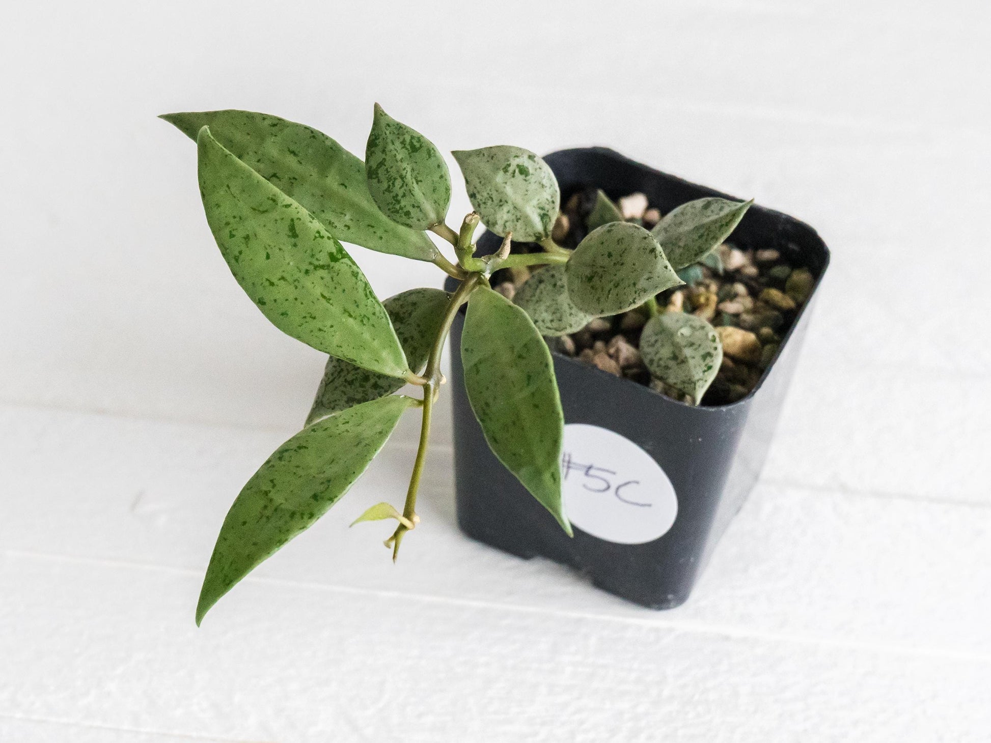 Hoya lacunosa 'Silver Lime' | 2-Inch