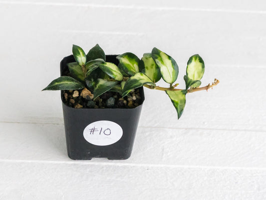 Hoya lacunosa 'Tricolor Bruno' | 2-Inch