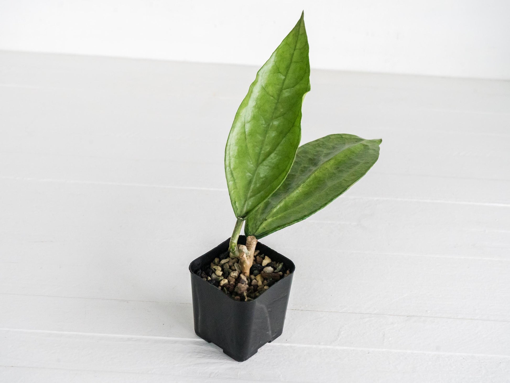 Hoya Germany (Silver) | 2-Inch