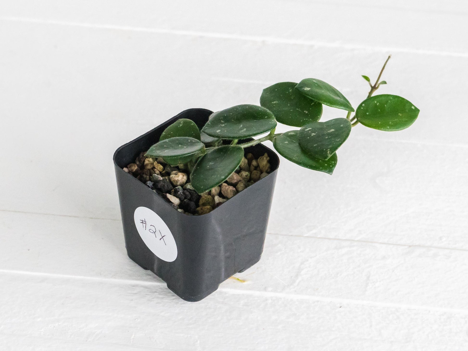 Hoya 'Mathilde' | 2-Inch