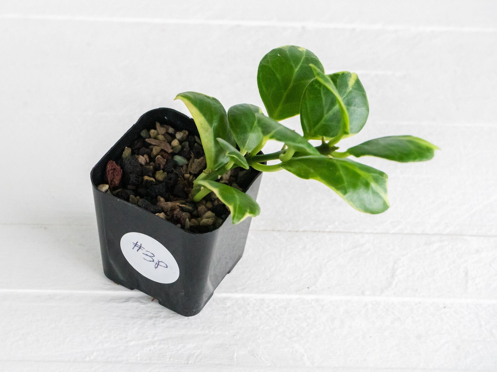 Hoya obscura (Albo | Outer Variegated) | 2-Inch