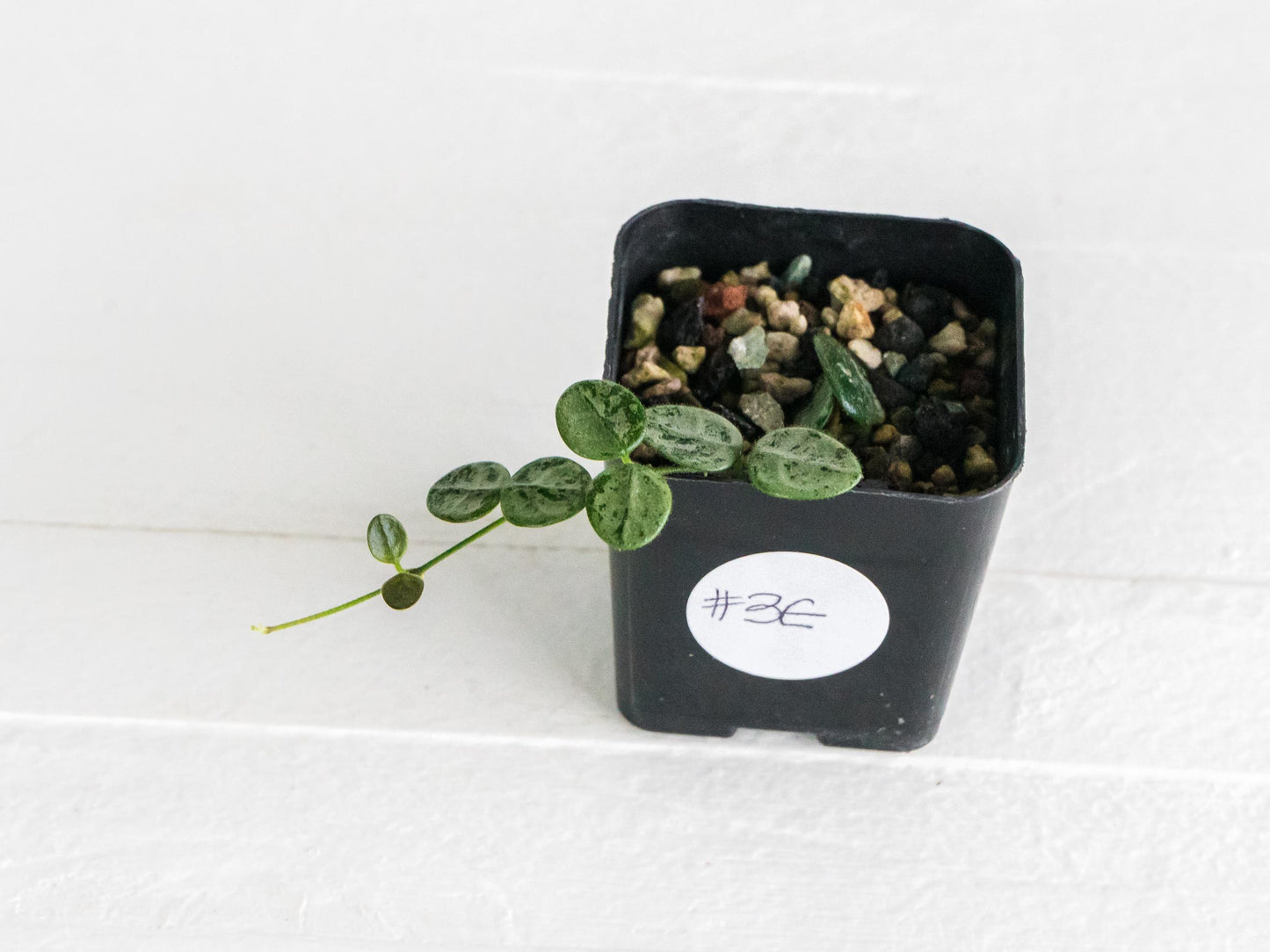 Hoya serpens (Silver) | 2-Inch