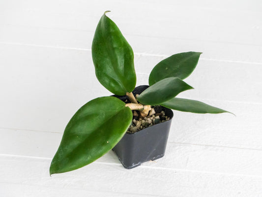 Hoya ‘Mango Sunset’ (UPT010)