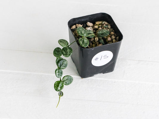 Hoya serpens (Splash) | 2-Inch