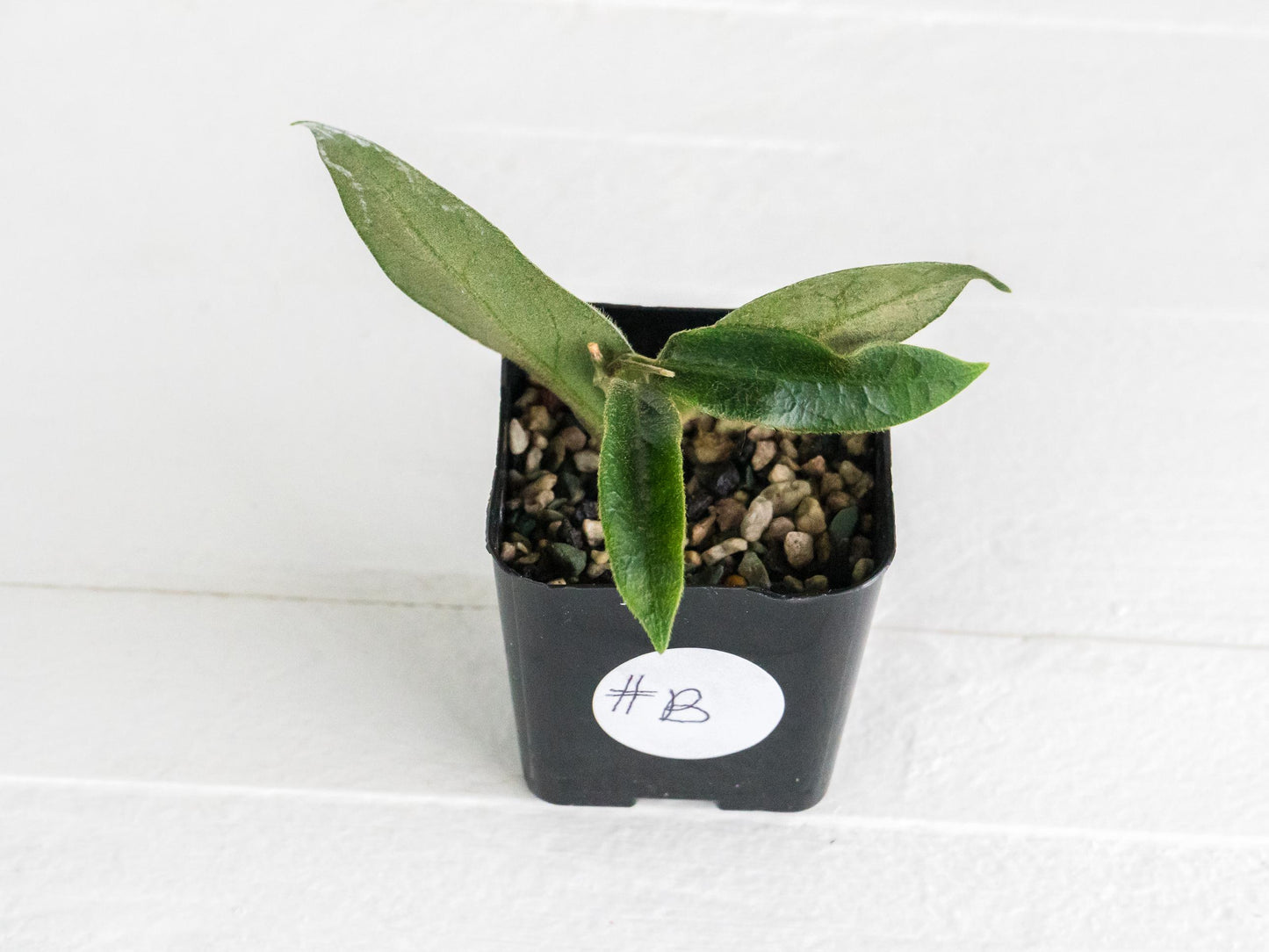 Hoya patella (Pink Flower) IML-1096 | 2-Inch