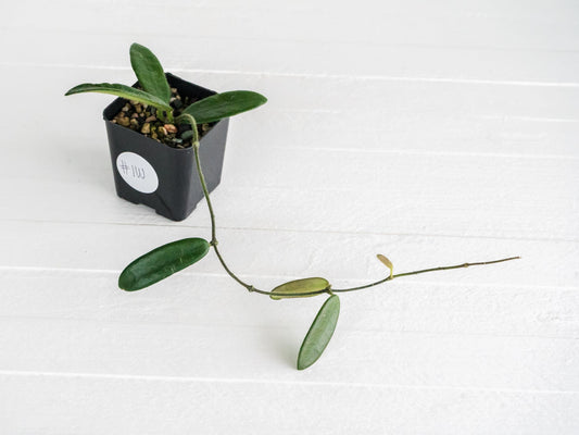 Hoya lyi | 2-Inch