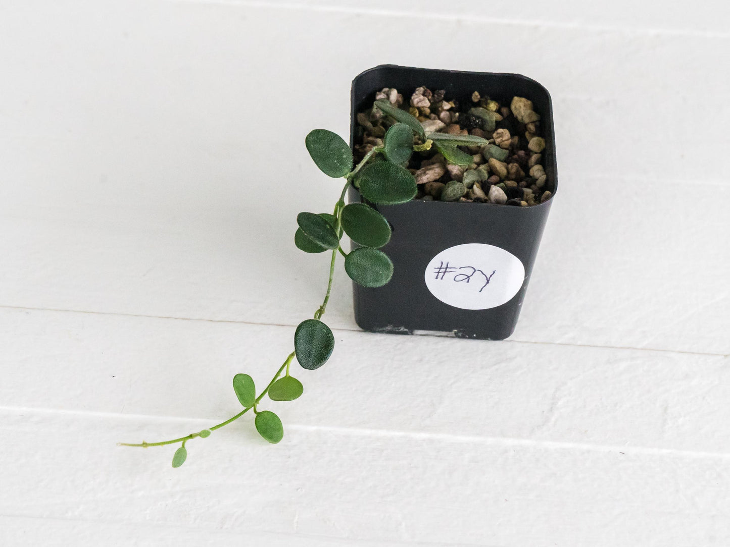 Hoya serpens | 2-Inch