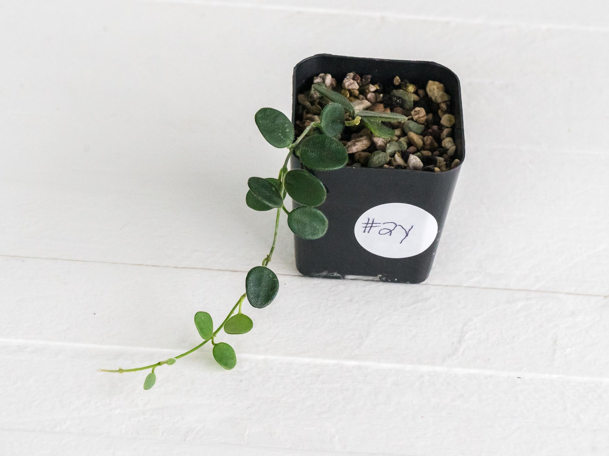 Hoya serpens | 2-Inch