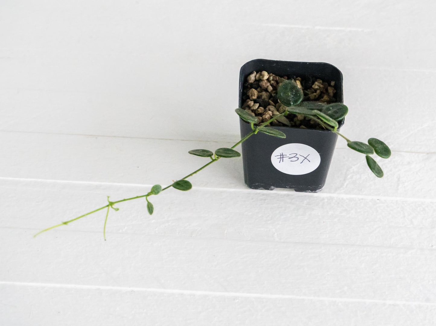 Hoya serpens | 2-Inch