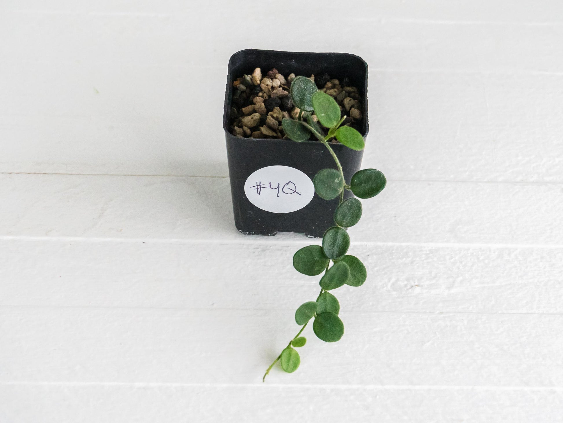 Hoya serpens | 2-Inch