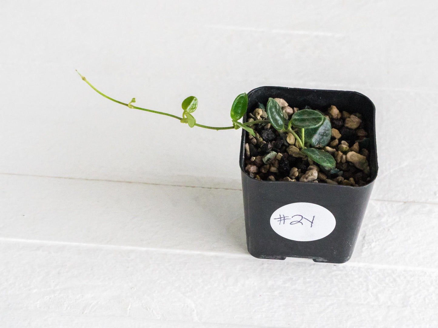 Hoya tengchongensis | 2-Inch