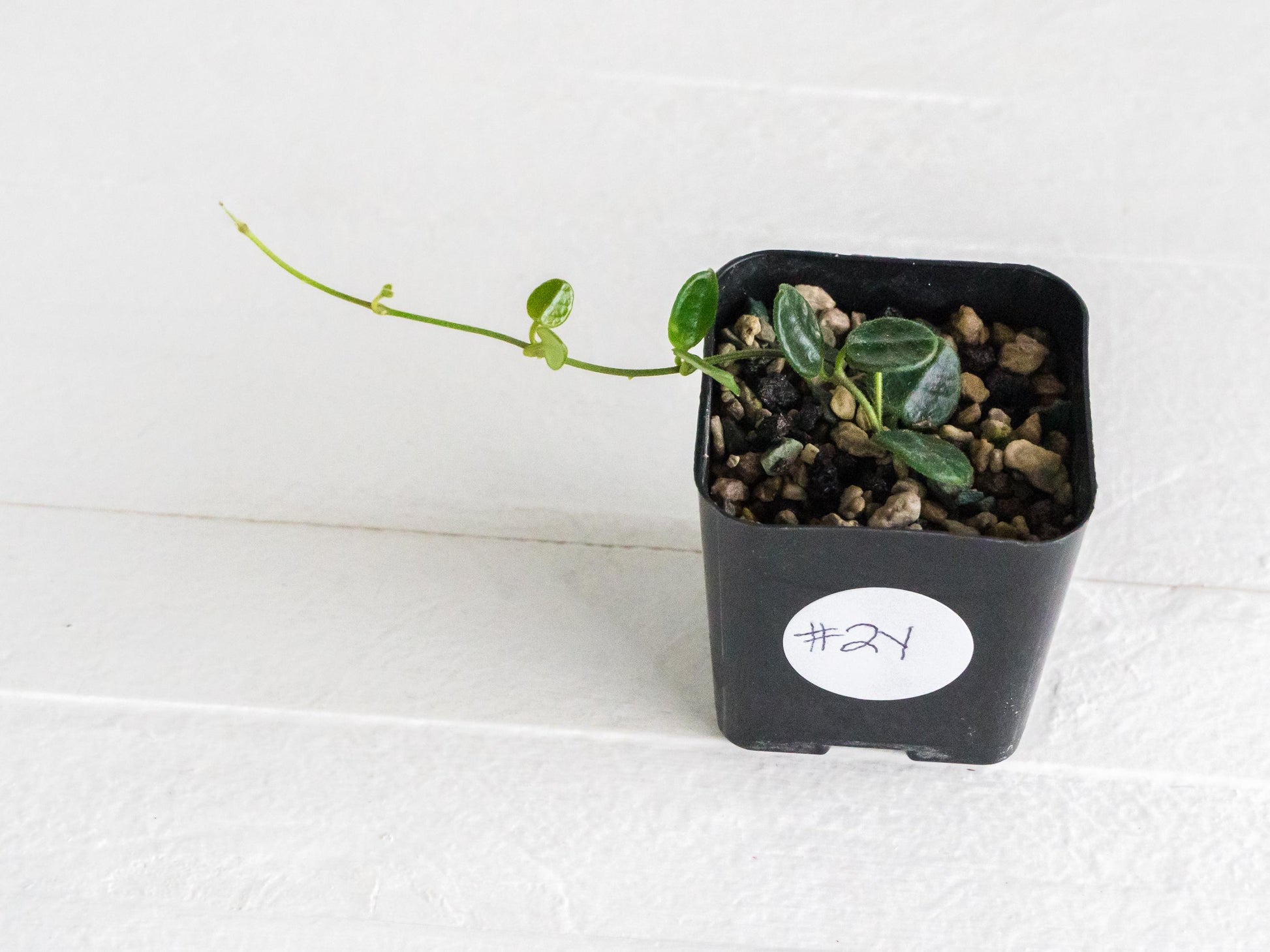 Hoya tengchongensis | 2-Inch