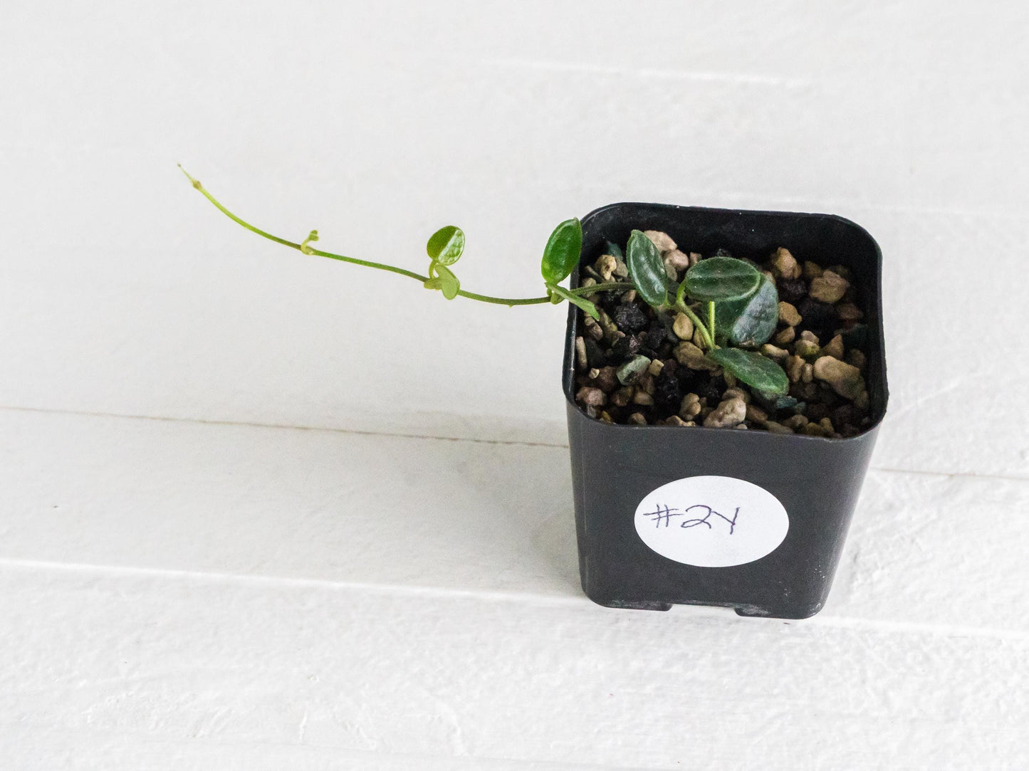 Hoya tengchongensis | 2-Inch