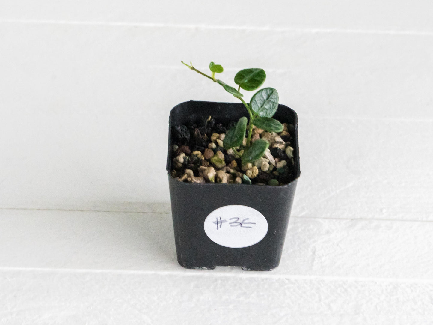 Hoya tengchongensis | 2-Inch