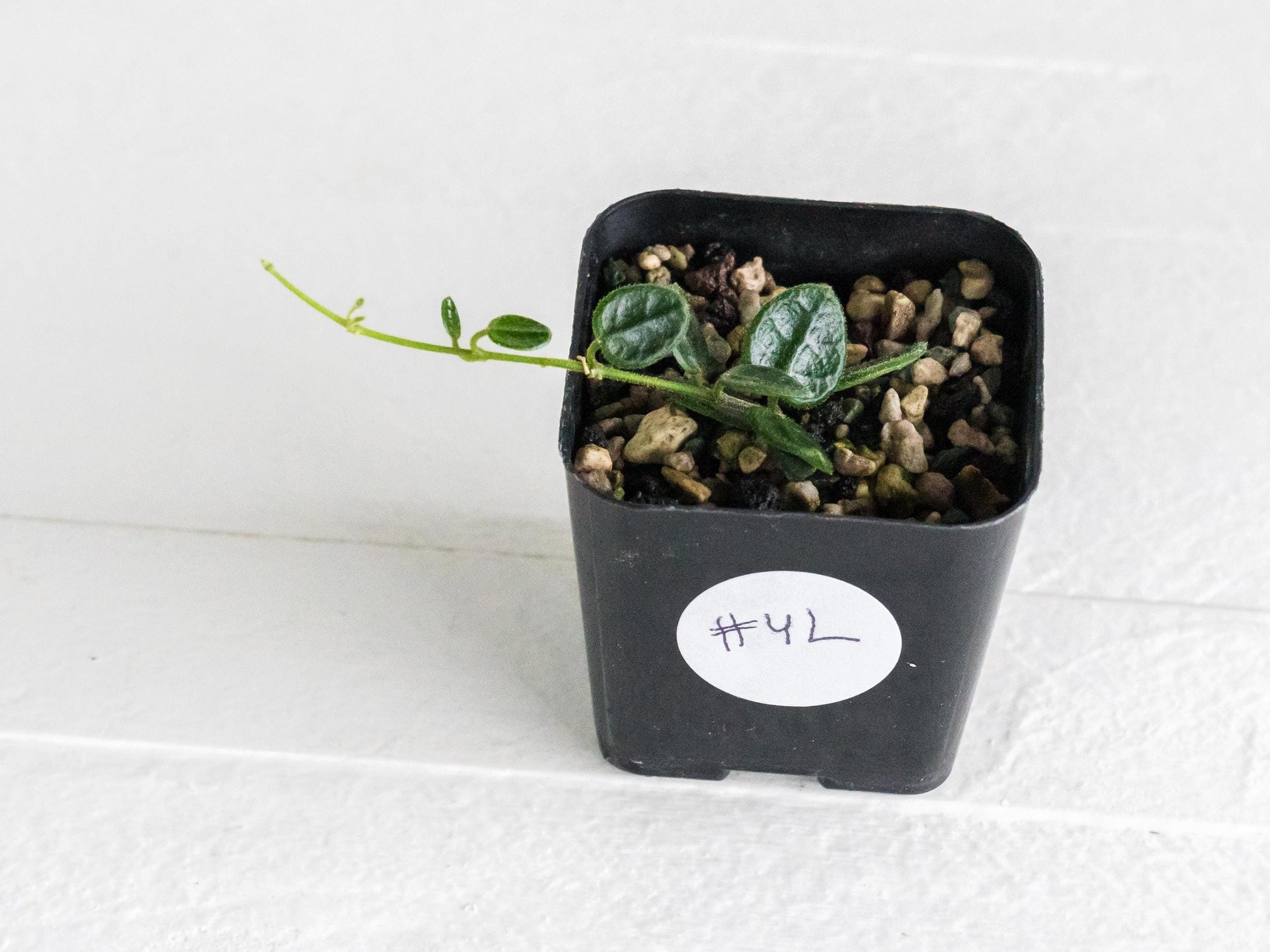 Hoya tengchongensis | 2-Inch