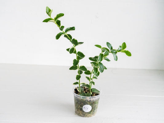 Hoya cumingiana (Albo | Outer Variegated) | 3-Inch