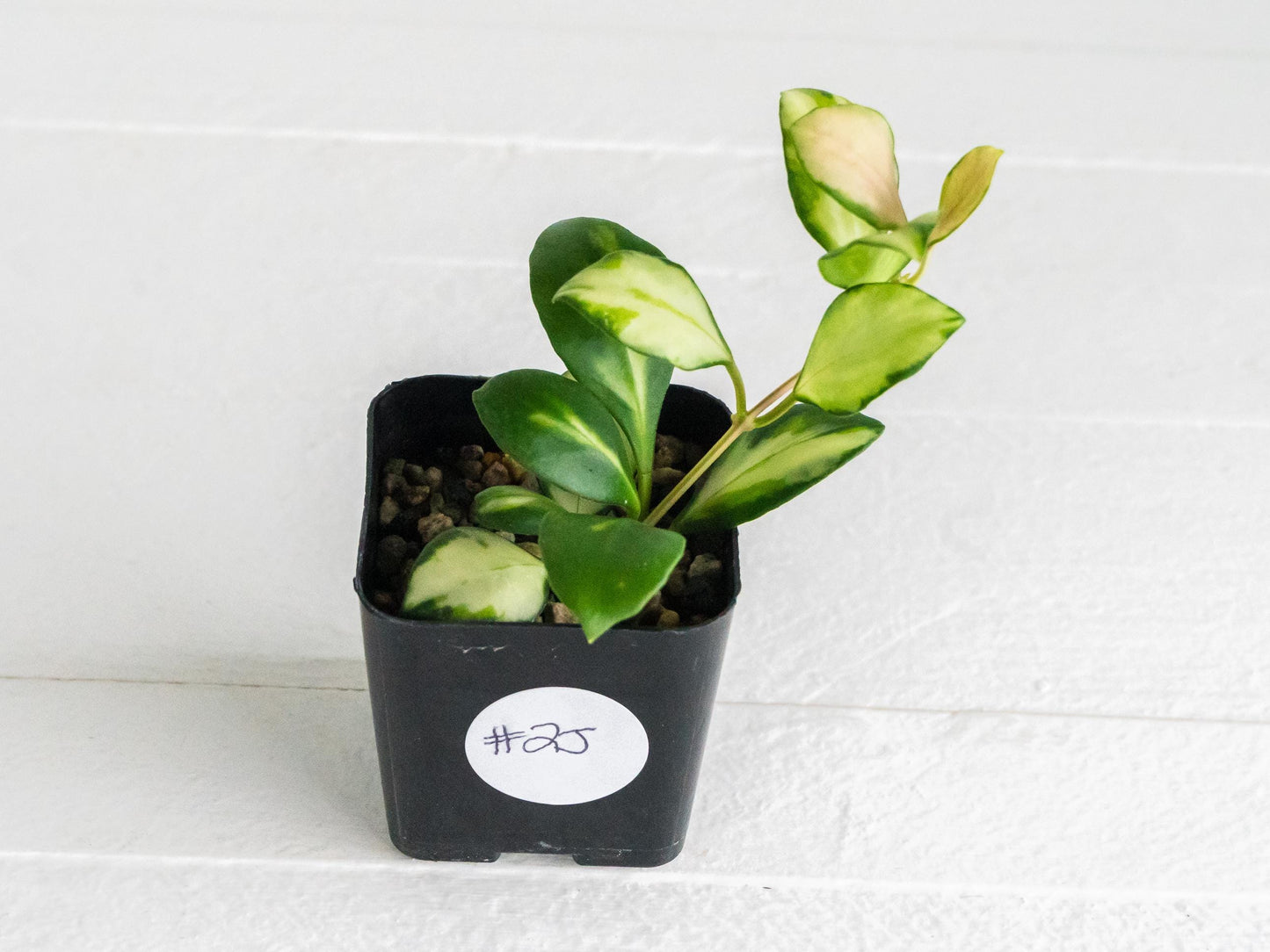 Hoya heuschkeliana (Inner Variegated)| 2-Inch