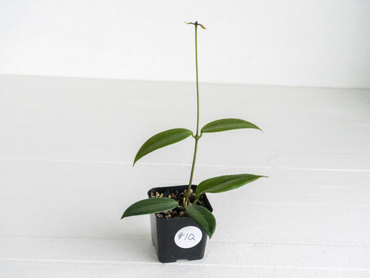 Hoya microdwarf (NS12-323) | 2-Inch