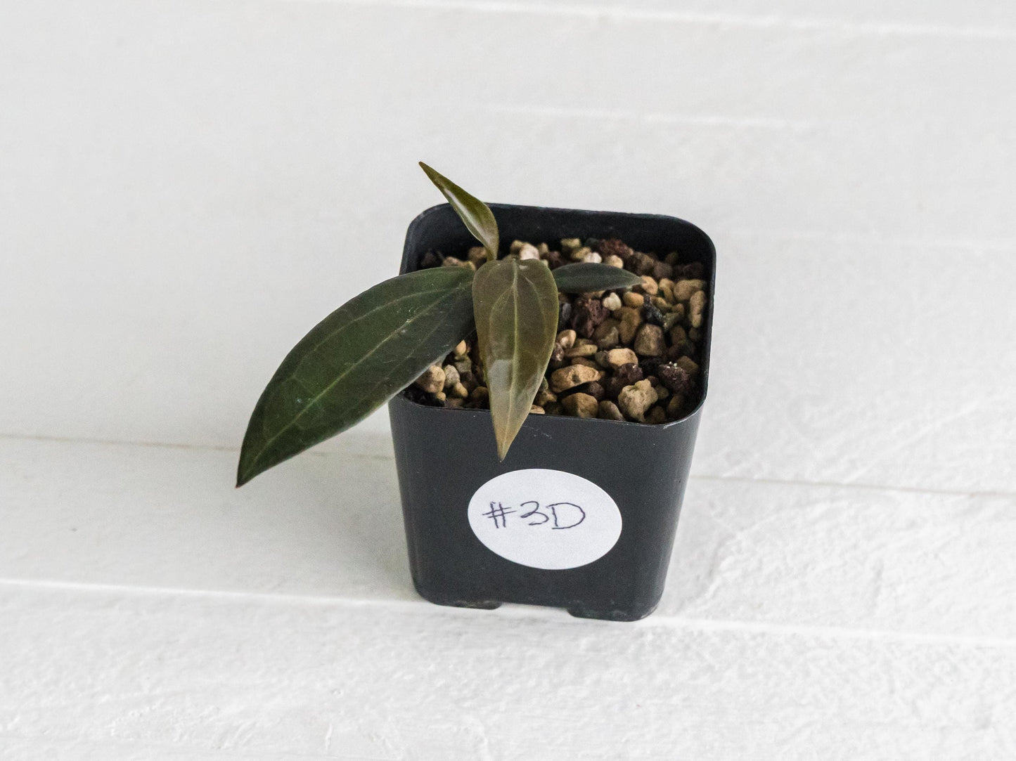 Hoya microdwarf (NS12-323) | 2-Inch