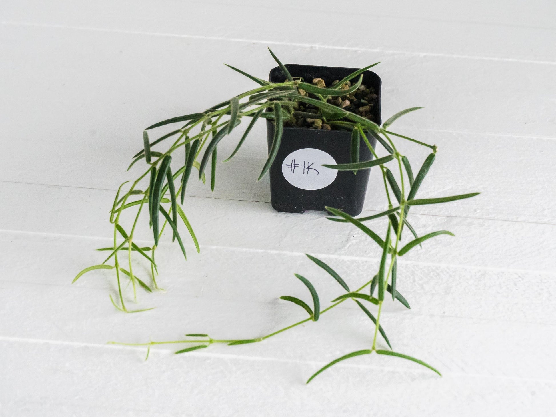 Hoya linearis | 2-Inch