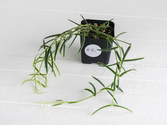 Hoya linearis | 2-Inch