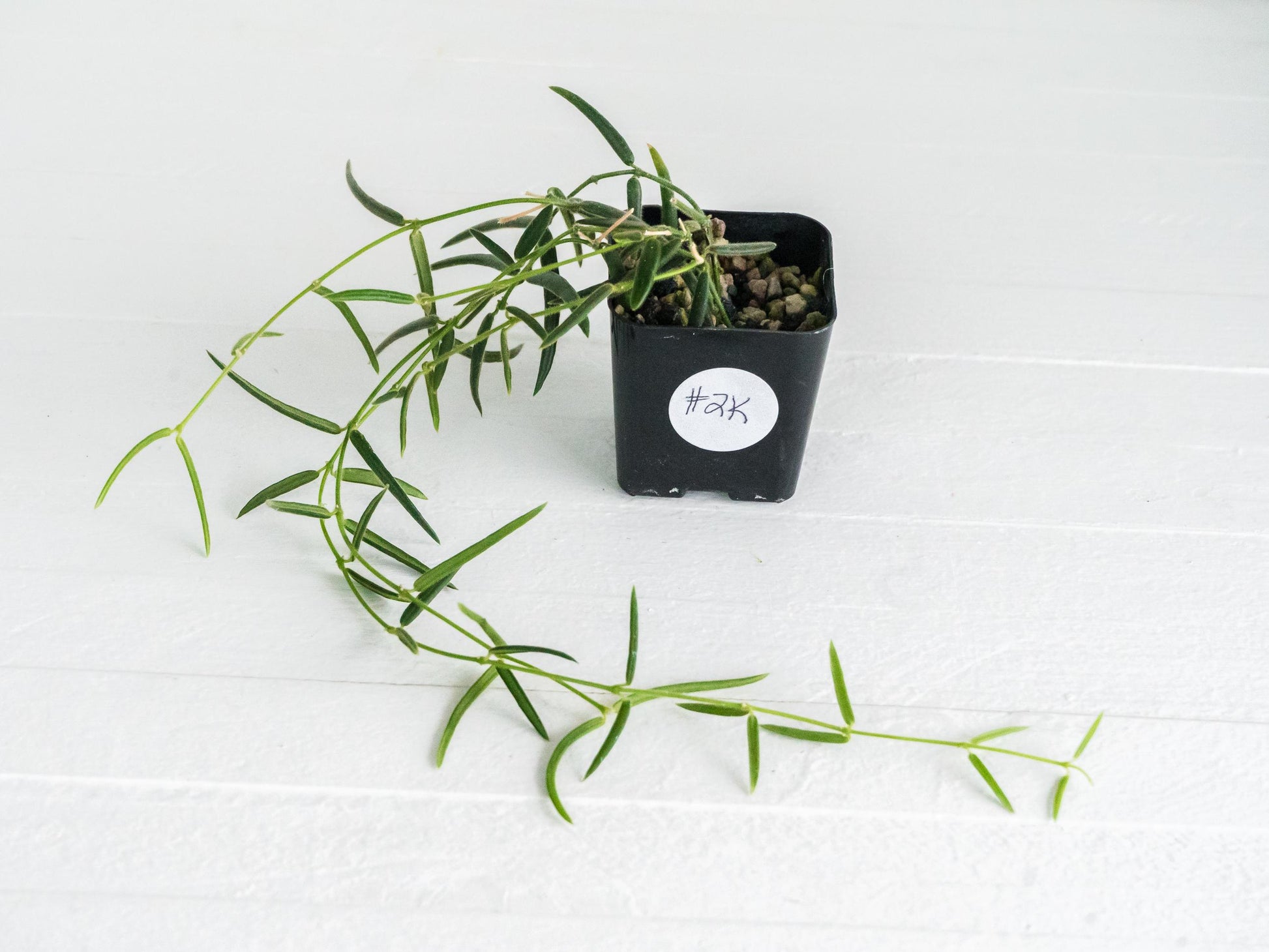 Hoya linearis | 2-Inch