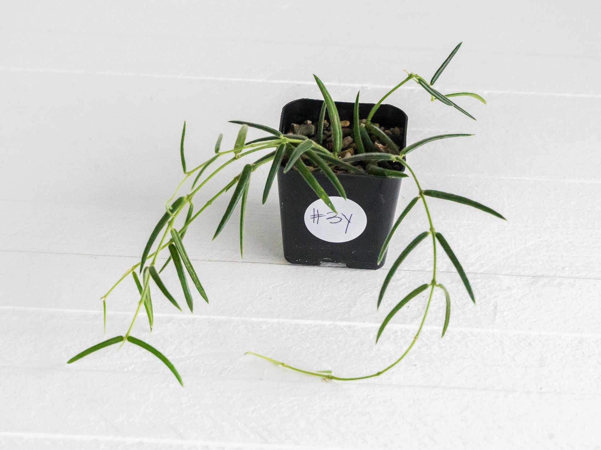 Hoya linearis | 2-Inch