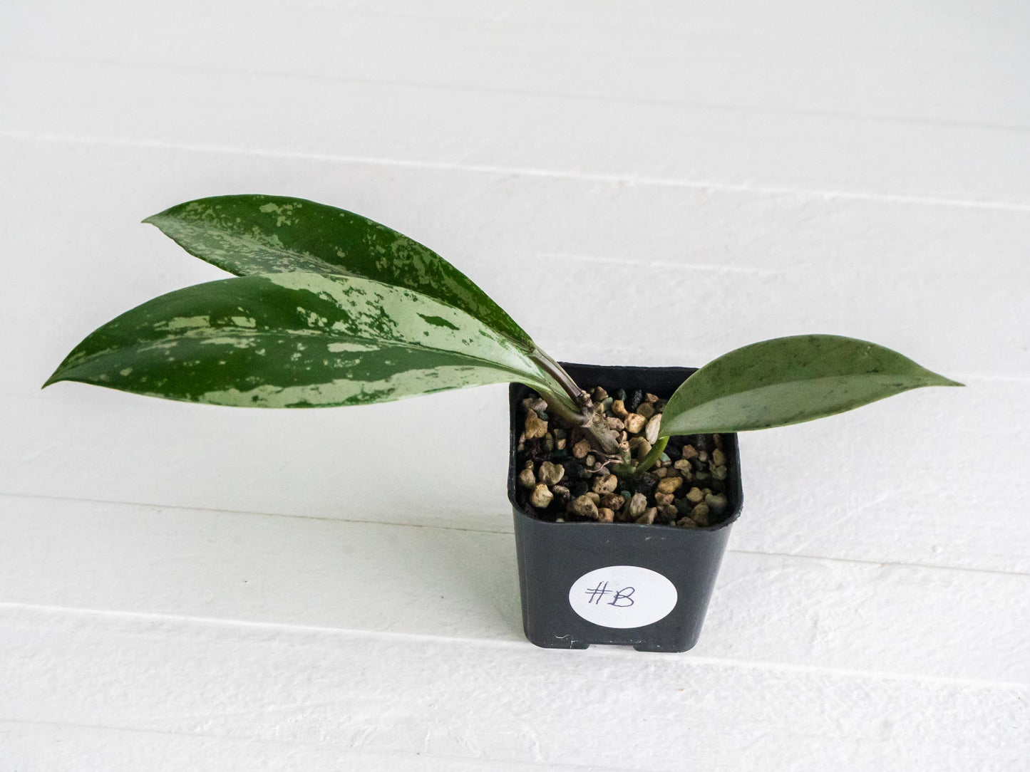 Hoya pubicalyx (Splash) | 2-Inch