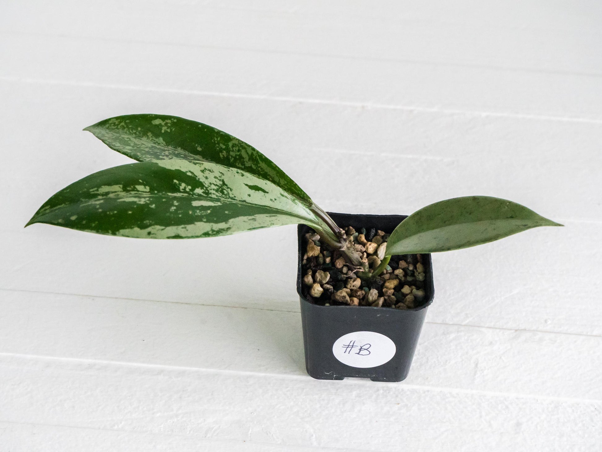 Hoya pubicalyx (Splash) | 2-Inch