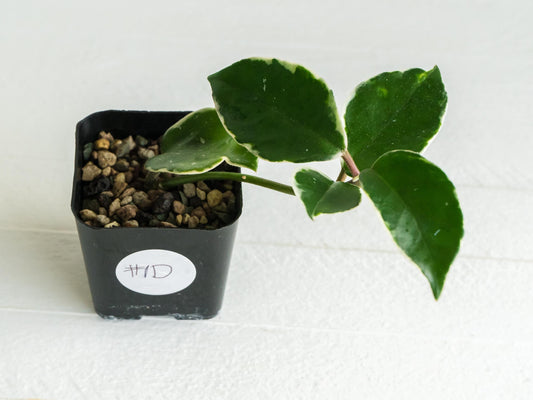 Hoya carnosa 'Tricolor' KRIMSON QUEEN | 2-Inch