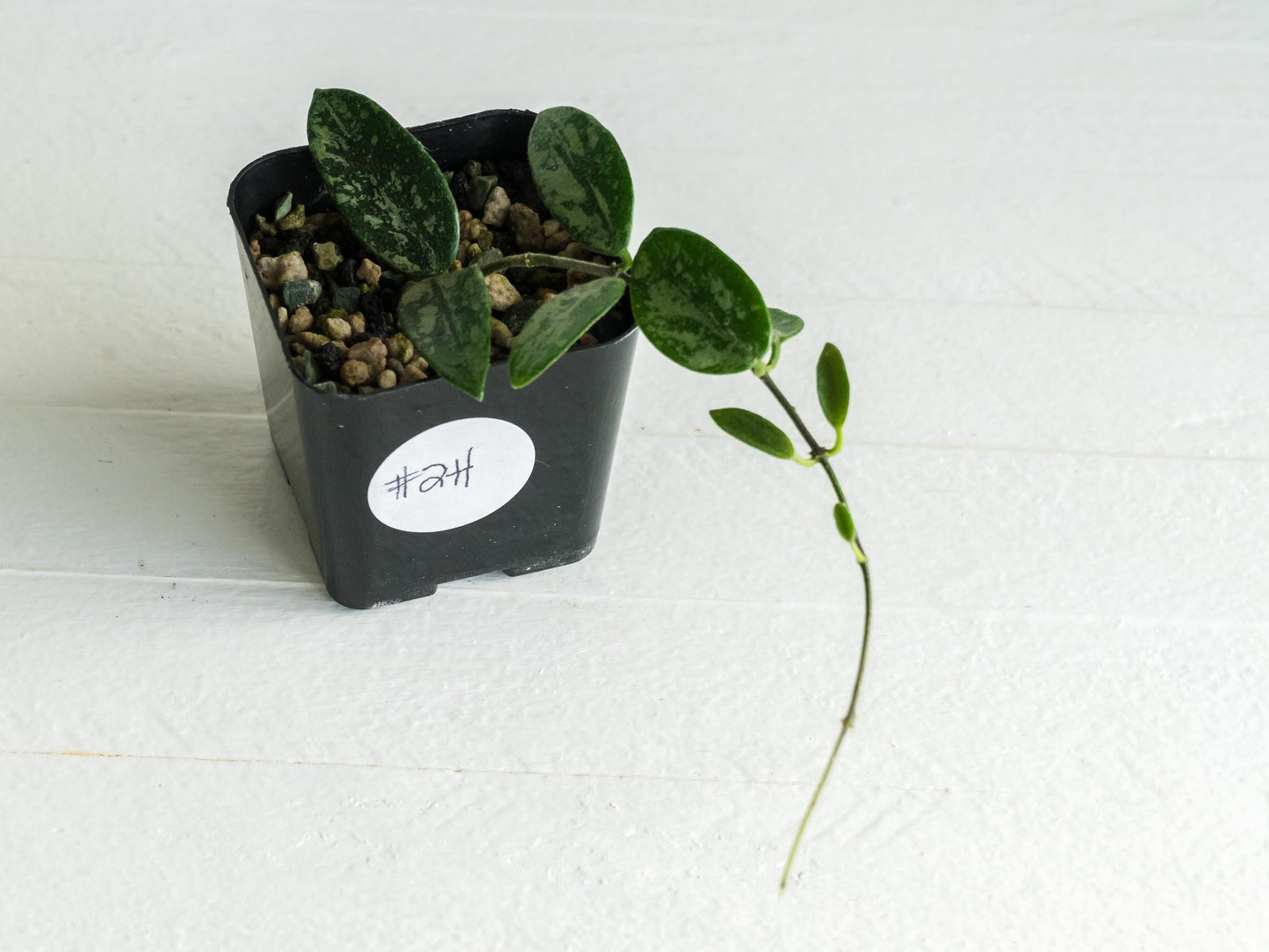 Hoya lima (Splash) | 2-Inch