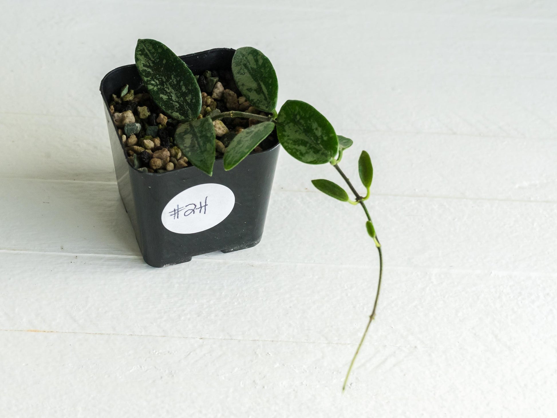 Hoya lima (Splash) | 2-Inch