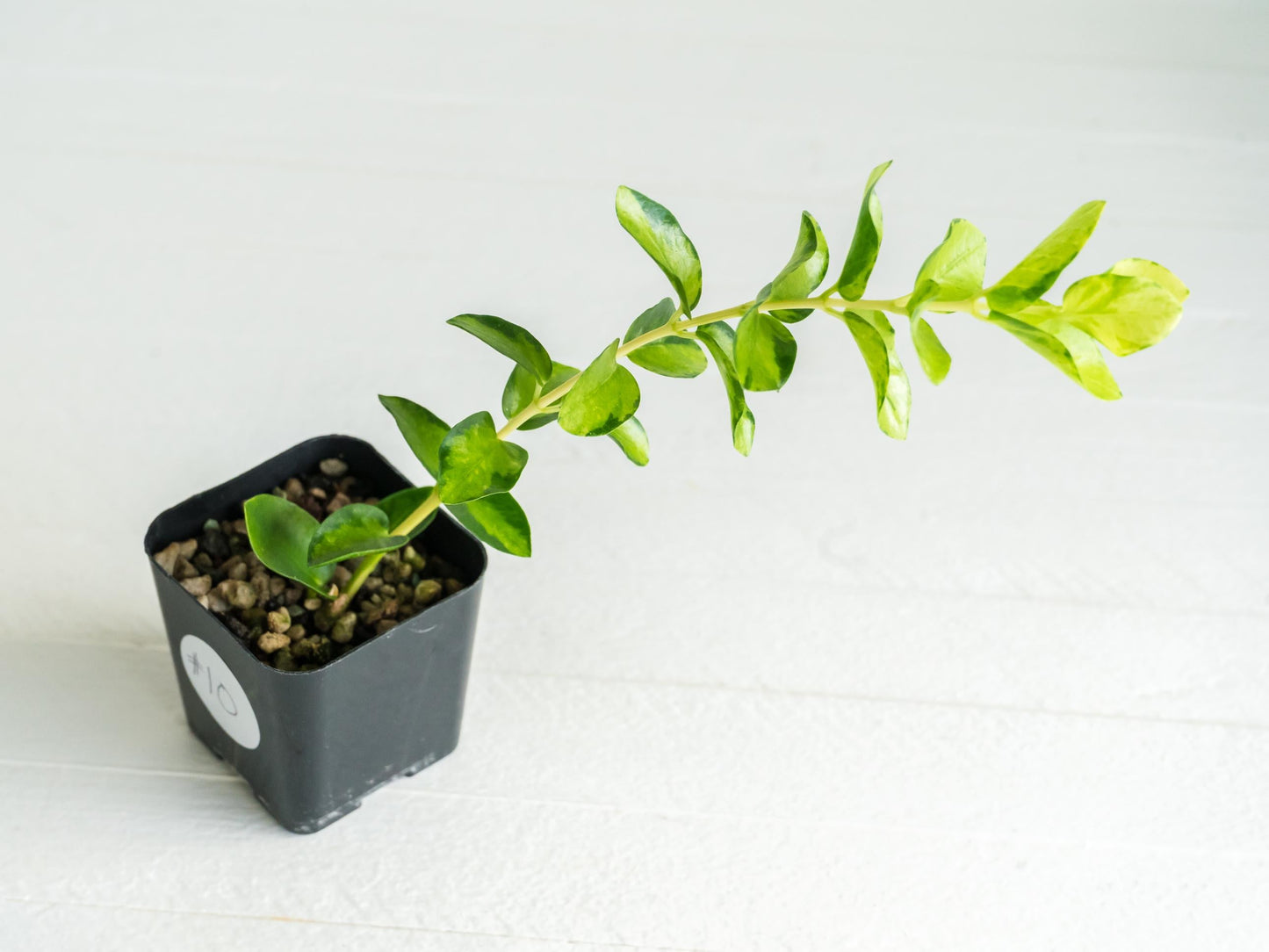 Hoya cumingiana (Inner Variegated) | 2-Inch