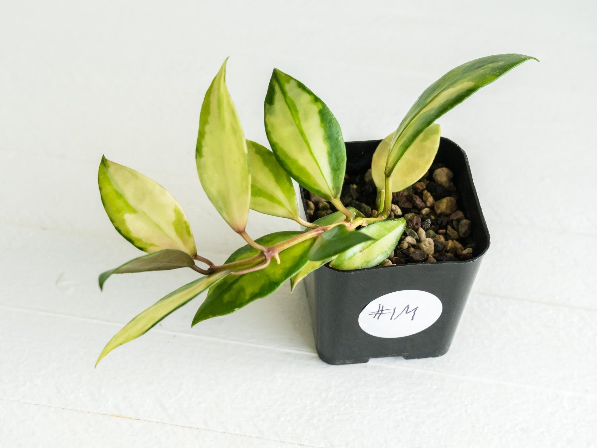 Hoya walliniana (Inner Variegated) | 2-Inch