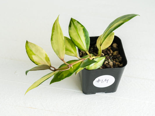 Hoya walliniana (Inner Variegated) | 2-Inch